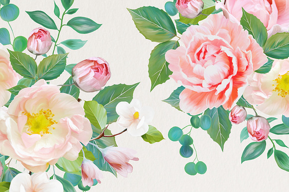 Paeonia in Illustrations - product preview 1