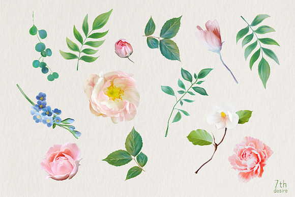 Paeonia in Illustrations - product preview 3