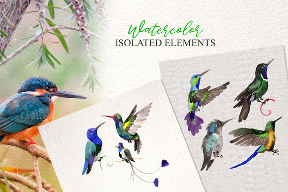 Colibri Watercolor png in Illustrations - product preview 2