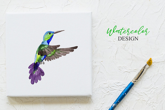 Colibri Watercolor png in Illustrations - product preview 3