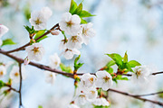 Blooming sakura cherry blossom