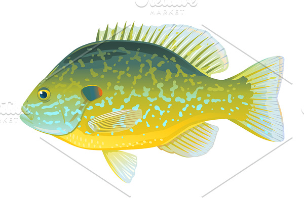 Pumpkinseed sunfish Illustration