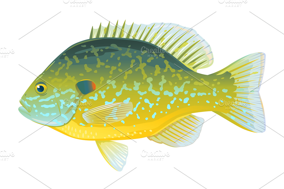 Pumpkinseed sunfish Illustration in Illustrations - product preview 8