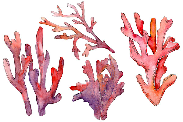 Corals Watercolor png 