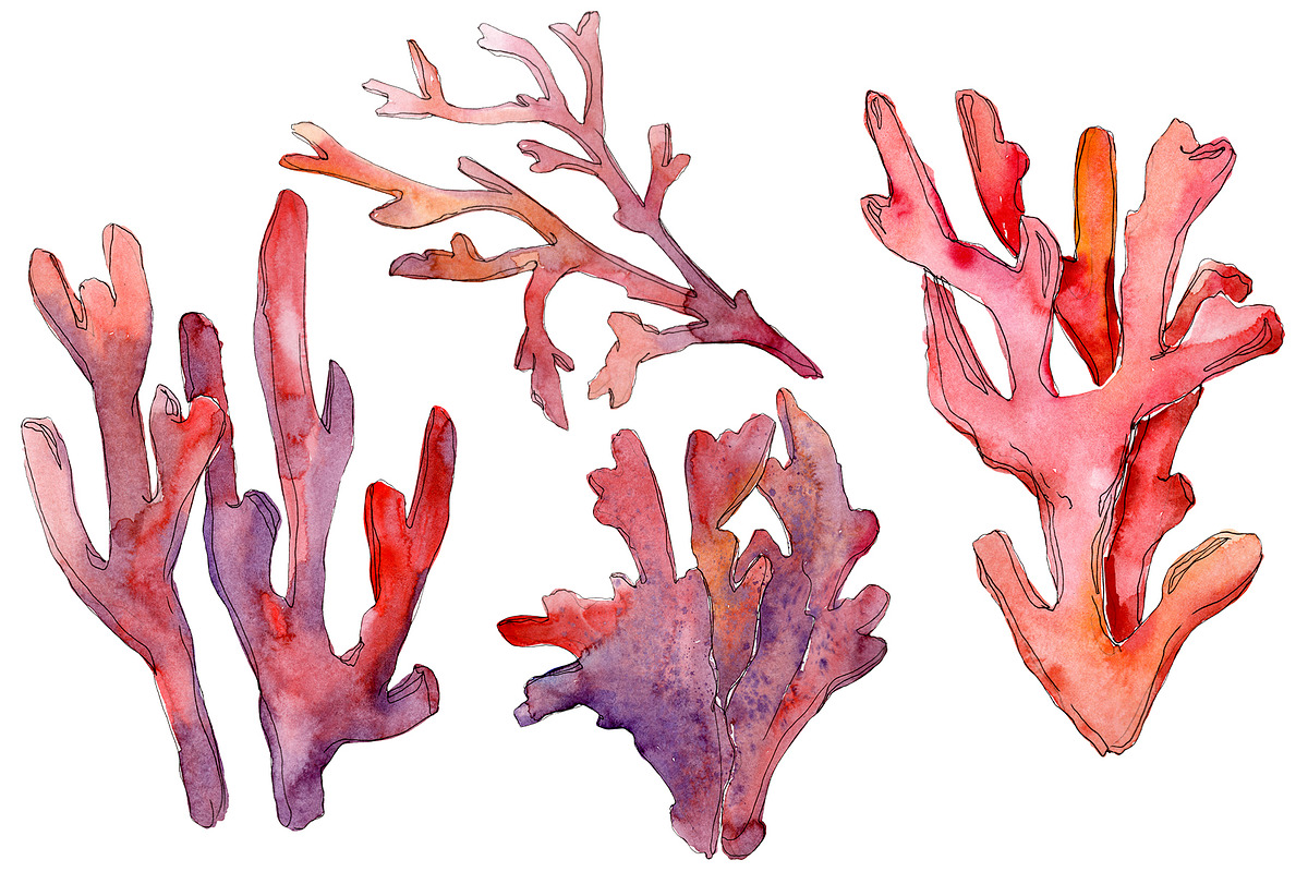 Corals Watercolor png  in Illustrations - product preview 8