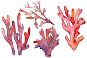 Corals Watercolor png 