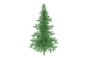 Christmas green spruce fir tree