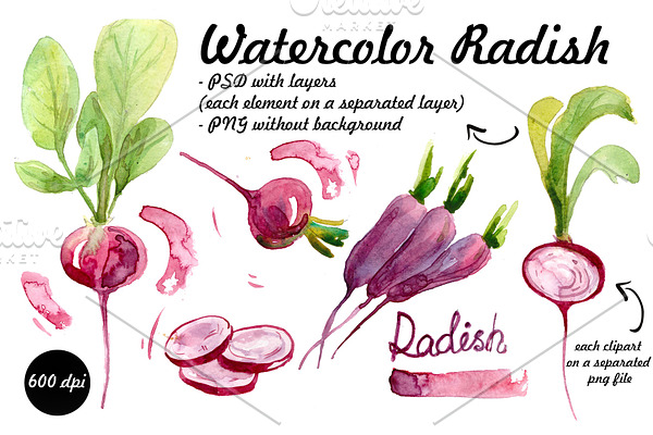 watercolor radish. vegetables
