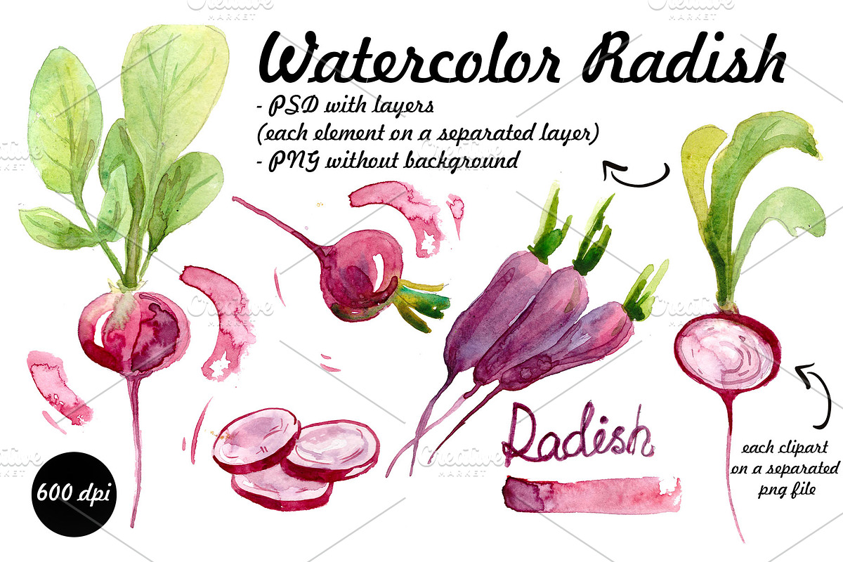 watercolor radish. vegetables in Illustrations - product preview 8