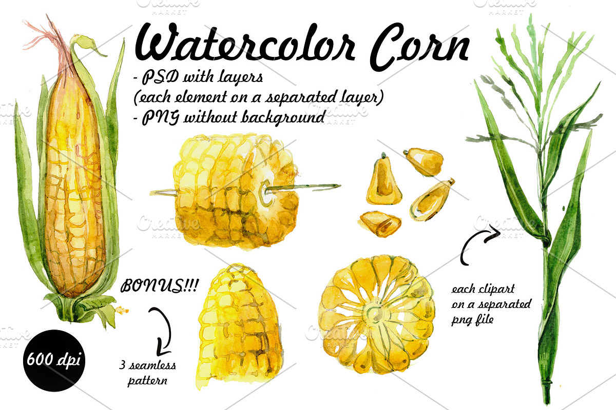 watercolor corn in Illustrations - product preview 8