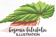 Leaves Begonia Falicifolia Vintage