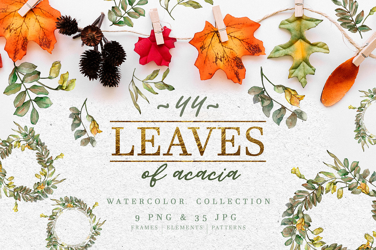 Leaves of acacia Watercolor png in Illustrations - product preview 8