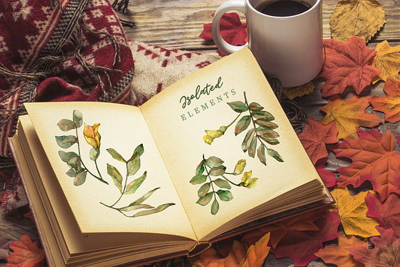 Leaves of acacia Watercolor png in Illustrations - product preview 2