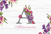 Alstroemeria Watercolor png 