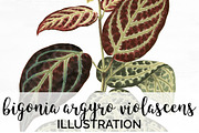 Leaves Bigonia Violascens Vintage