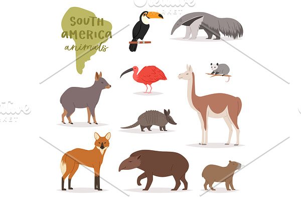 Animal in South America vector wild