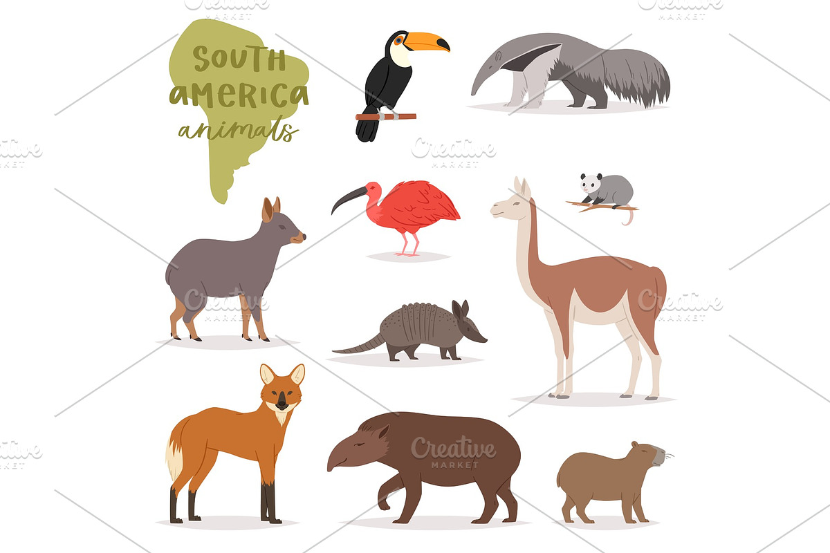 Animal in South America vector wild in Illustrations - product preview 8