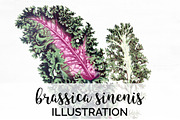 Vintage Leaf Brassica Sinenis Leaves