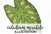 Green Leaves Caladium Mirabile