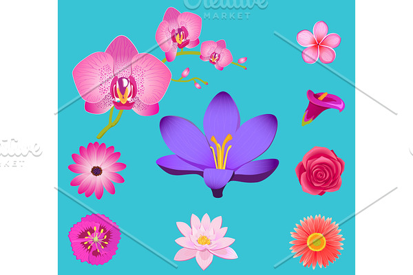 Flowers Collection Isolated on Azure