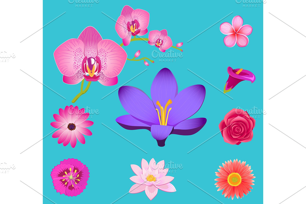 Flowers Collection Isolated on Azure in Illustrations - product preview 8