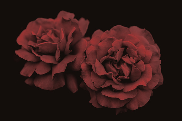 Elegant Floral Brushes for Photoshop in Photoshop Brushes - product preview 6