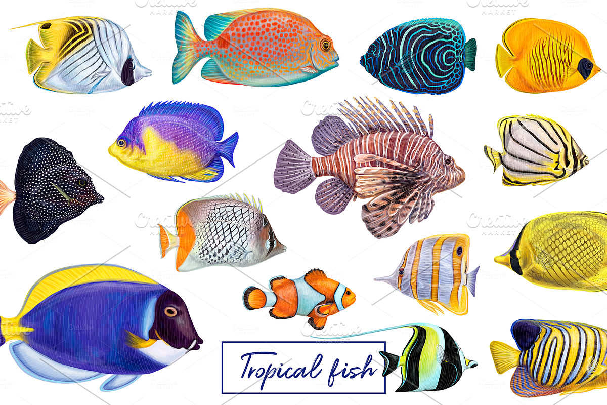 Tropical exotic fishes in Illustrations - product preview 8