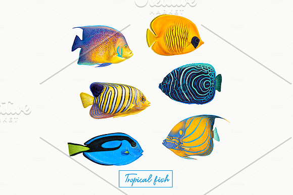 Tropical exotic fishes in Illustrations - product preview 1