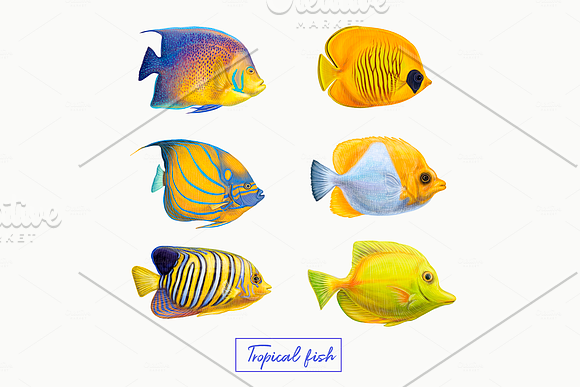 Tropical exotic fishes in Illustrations - product preview 3
