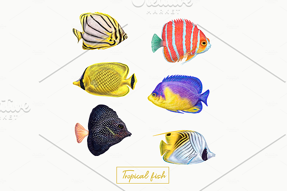 Tropical exotic fishes in Illustrations - product preview 4