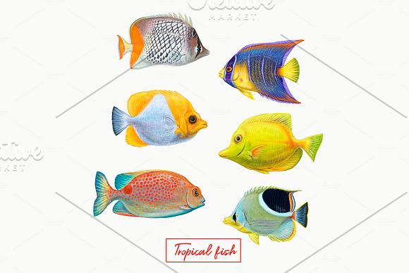 Tropical exotic fishes in Illustrations - product preview 5