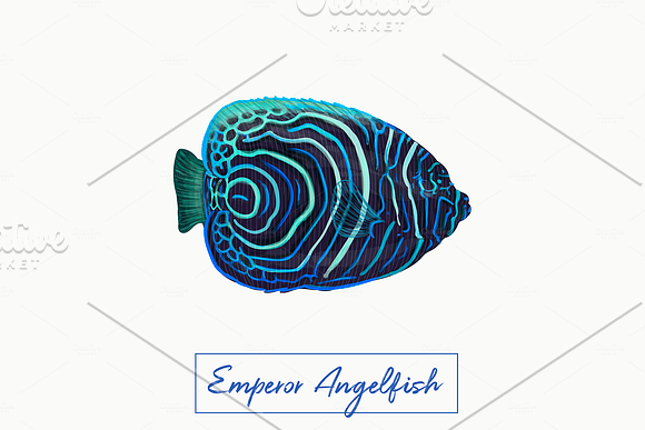 Tropical exotic fishes in Illustrations - product preview 6