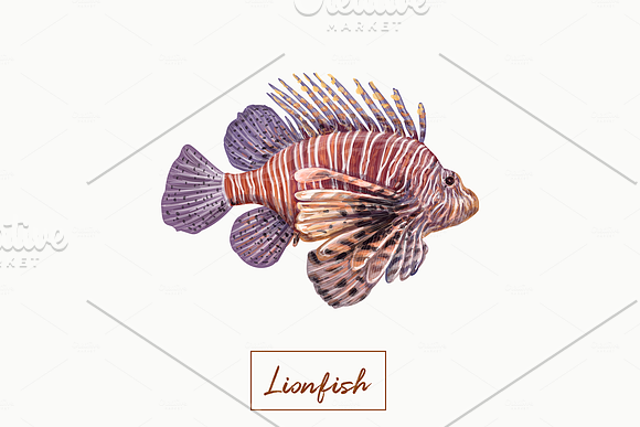 Tropical exotic fishes in Illustrations - product preview 7