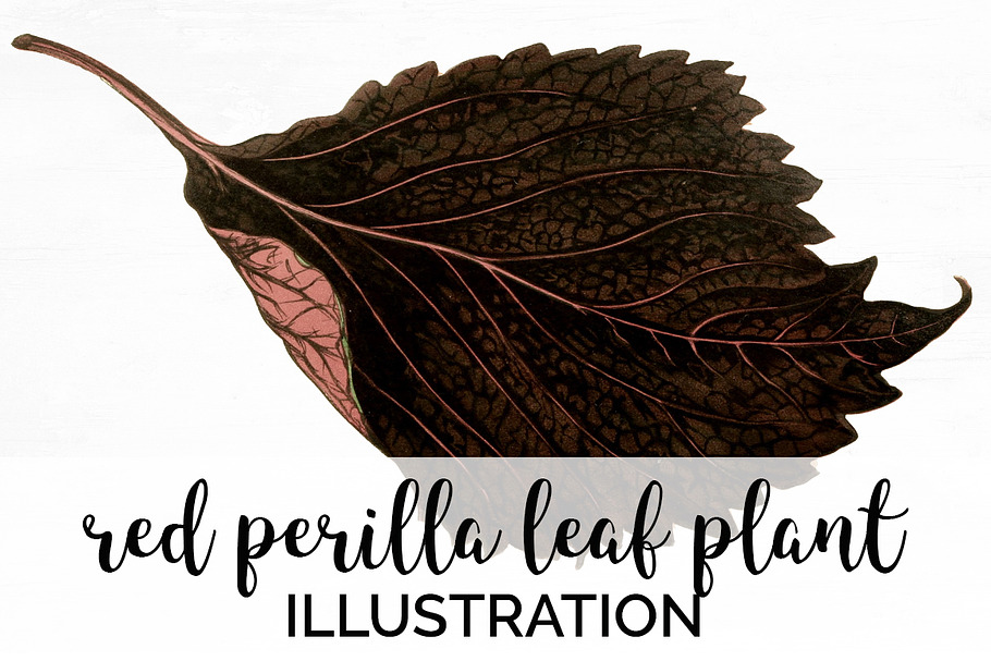 Red Leaves Perilla Leaf Plant in Illustrations - product preview 8