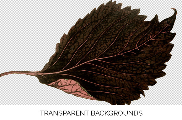 Red Leaves Perilla Leaf Plant in Illustrations - product preview 2