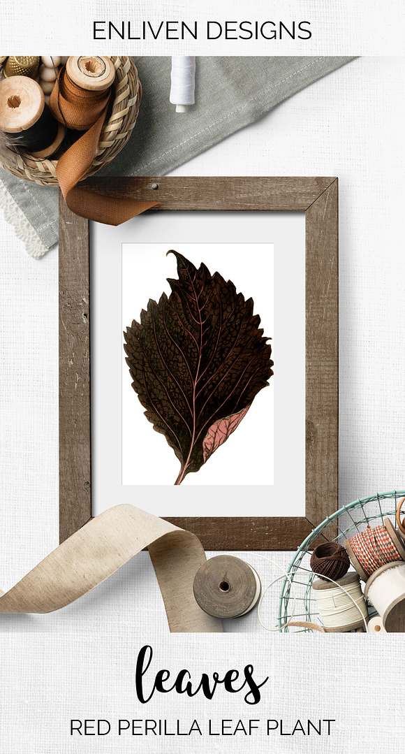 Red Leaves Perilla Leaf Plant in Illustrations - product preview 7
