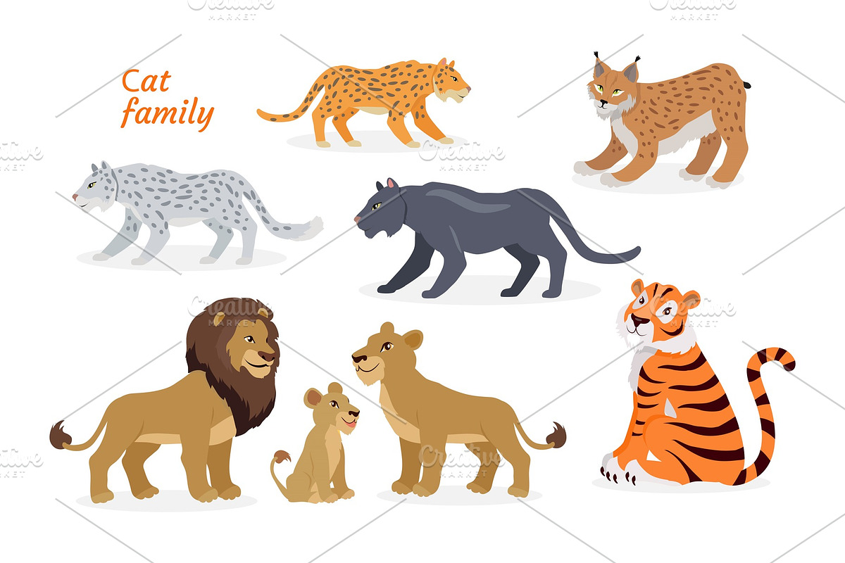 Cat family. Felidae. Pantherinae in Illustrations - product preview 8