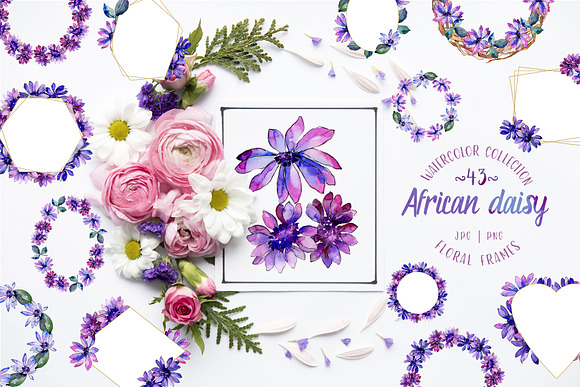 African daisy Watercolor png in Illustrations - product preview 4