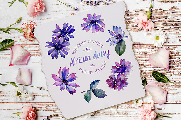 African daisy Watercolor png in Illustrations - product preview 6