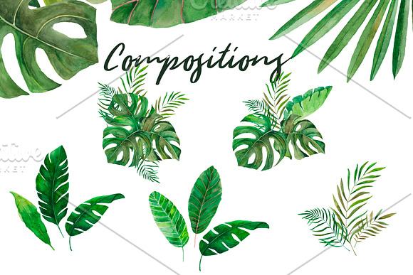 Amazonia. Tropical leaves in Illustrations - product preview 2