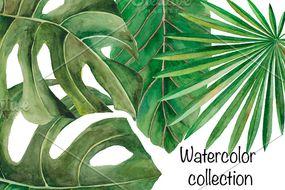 Amazonia. Tropical leaves in Illustrations - product preview 4