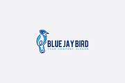 BLUE JAY BIRD