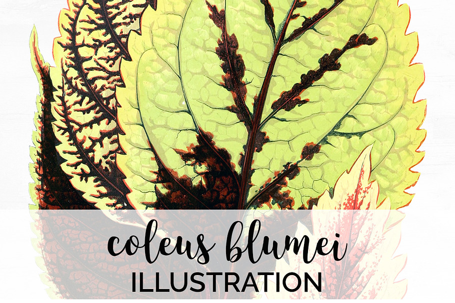 Leaves Vintage Leaf Coleus Blumei in Illustrations - product preview 8