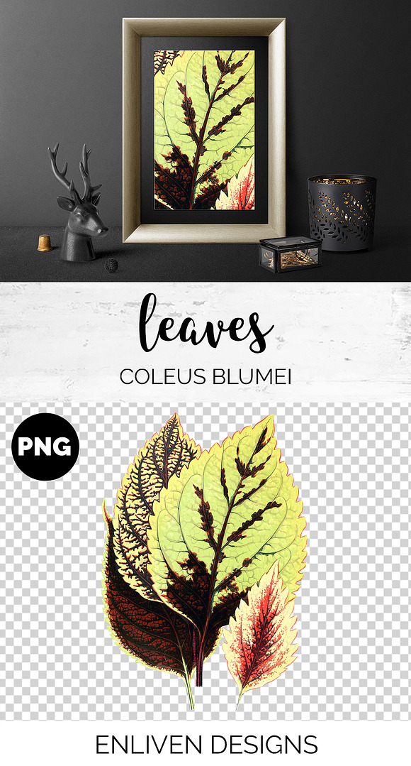 Leaves Vintage Leaf Coleus Blumei in Illustrations - product preview 1