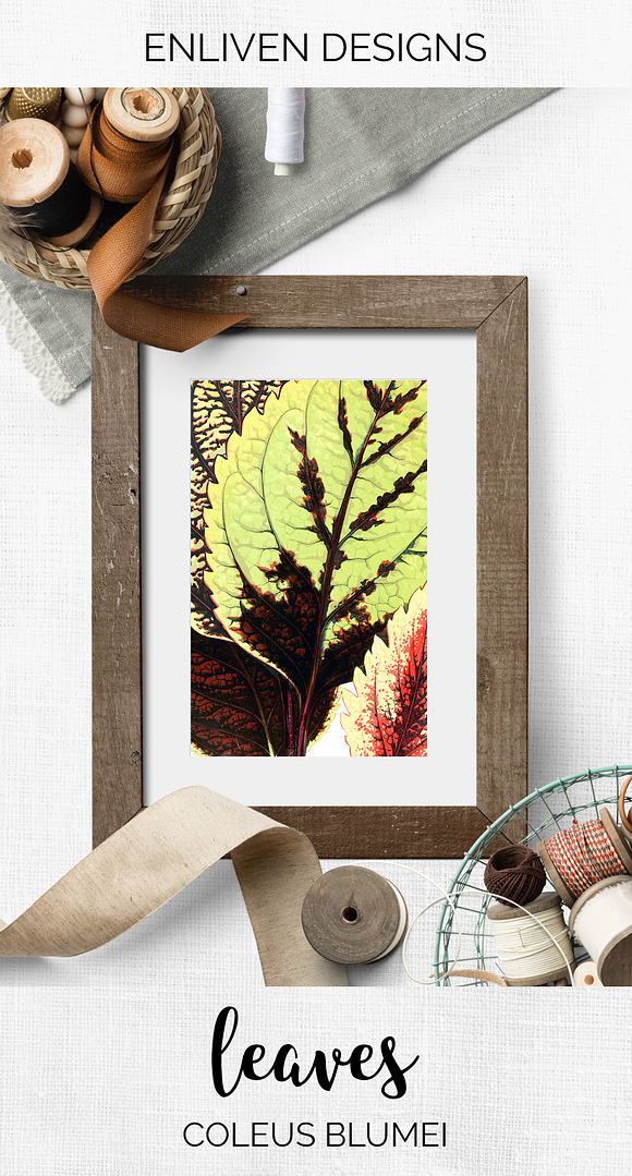 Leaves Vintage Leaf Coleus Blumei in Illustrations - product preview 7
