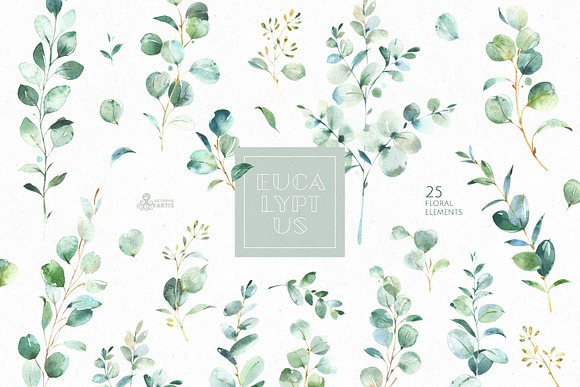 Eucalyptus. Watercolor Collection in Illustrations - product preview 1