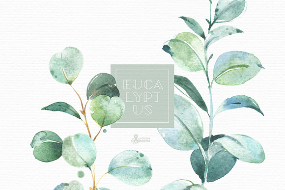 Eucalyptus. Watercolor Collection in Illustrations - product preview 4