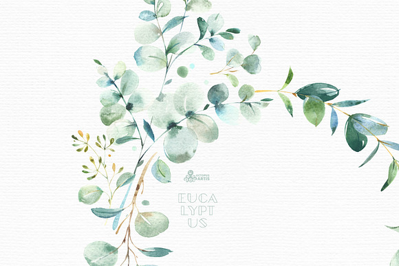 Eucalyptus. Watercolor Collection in Illustrations - product preview 11