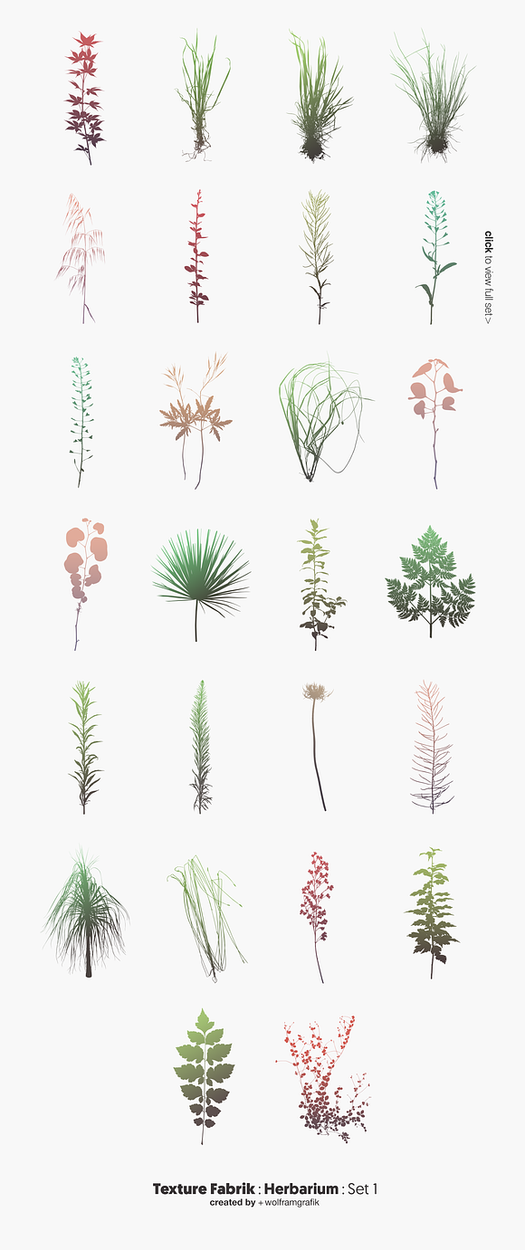 Herbarium: Set 1 in Illustrations - product preview 2