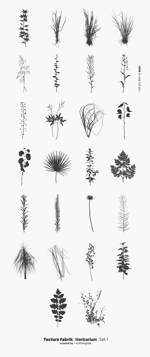 Herbarium: Set 1 in Illustrations - product preview 3